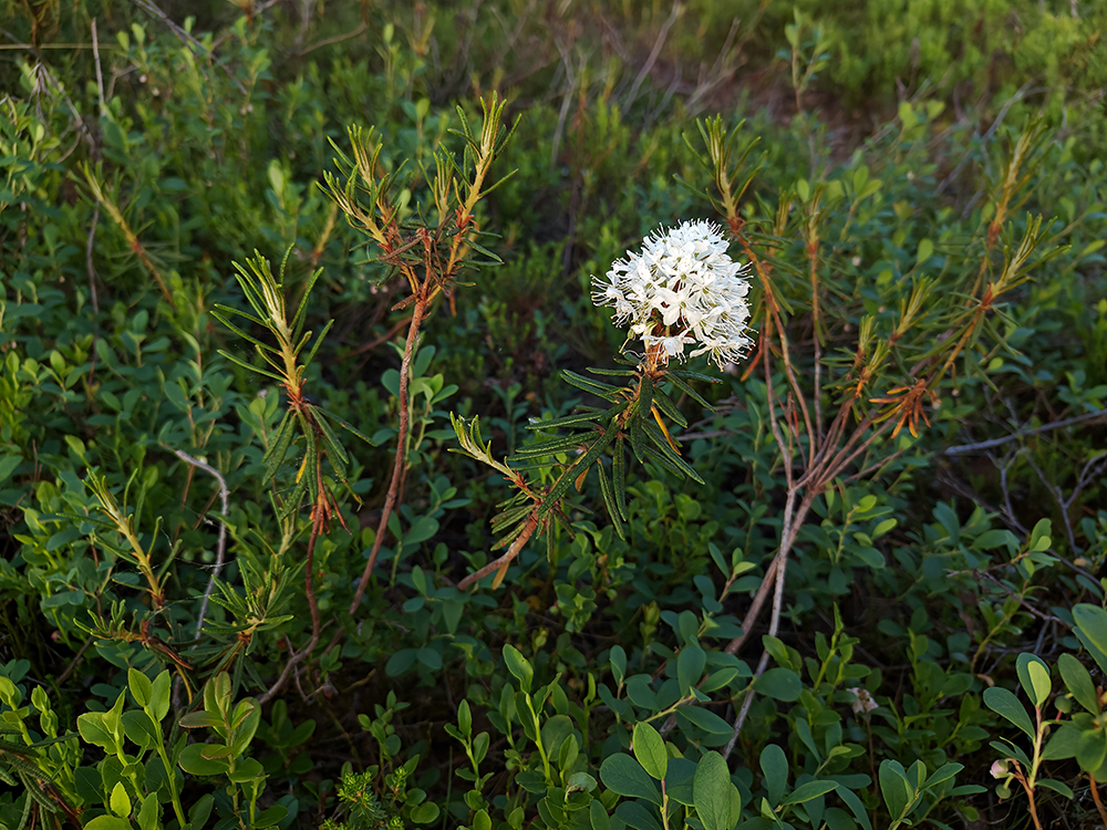 Luonnossa kasvavaa suopursua, jossa nuoria versoja ja valkoinen kukinto.
